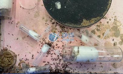 上海凈信行星球磨機(jī)對紅火蟻研磨實(shí)驗(yàn)效果